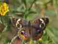 Precis junonia (live, lots of orange) (Internet Image property of respective owner, non-commercial use only)